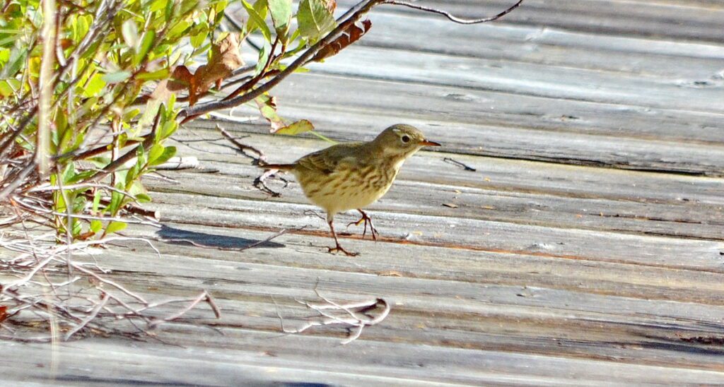 Image of an American Pipit in Algonquin Provincial Park in Ontario, Canada.