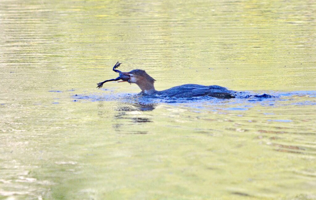 Image of Common Merganser eating a frog on Tea Lake in Algonquin Provincial Park in Ontario, Canada.