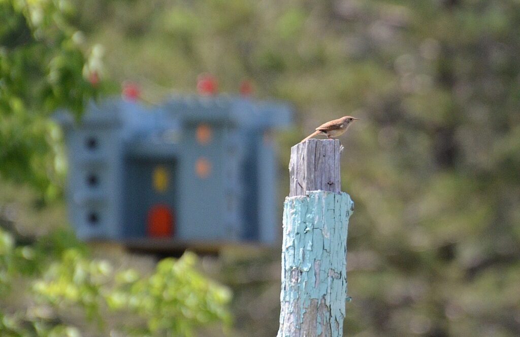 image of a house wren at birdhouse city, picton, prince edward county, ontario