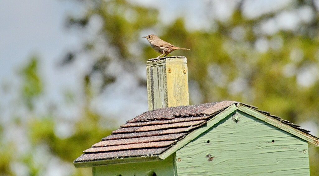 image of a house wren on a birdhouse, birdhouse city, picton, ontario