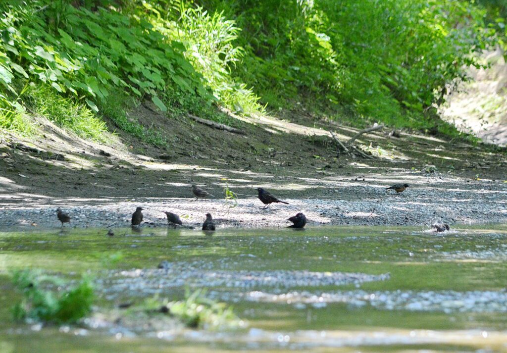 Image of 401 bridges along Duffins Creek in Ajax, Ontario, Canada.