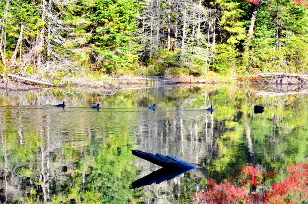 Image of Common Merganser ducks swimming on Tea Lake in Algonquin Provincial Park in Ontario, Canada.