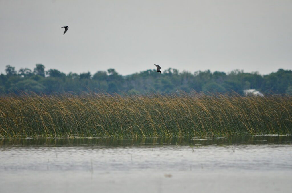 image of black terns flying above east lake, sandbanks provincial park, ontario