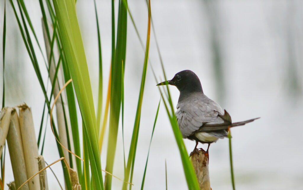 image of a black tern in the bulrushes on east lake, sandbanks provincial park, ontario
