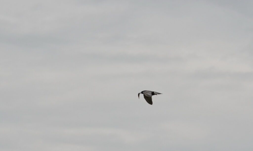 image of a black tern with a fish on east lake, sandbanks provincial park, ontario