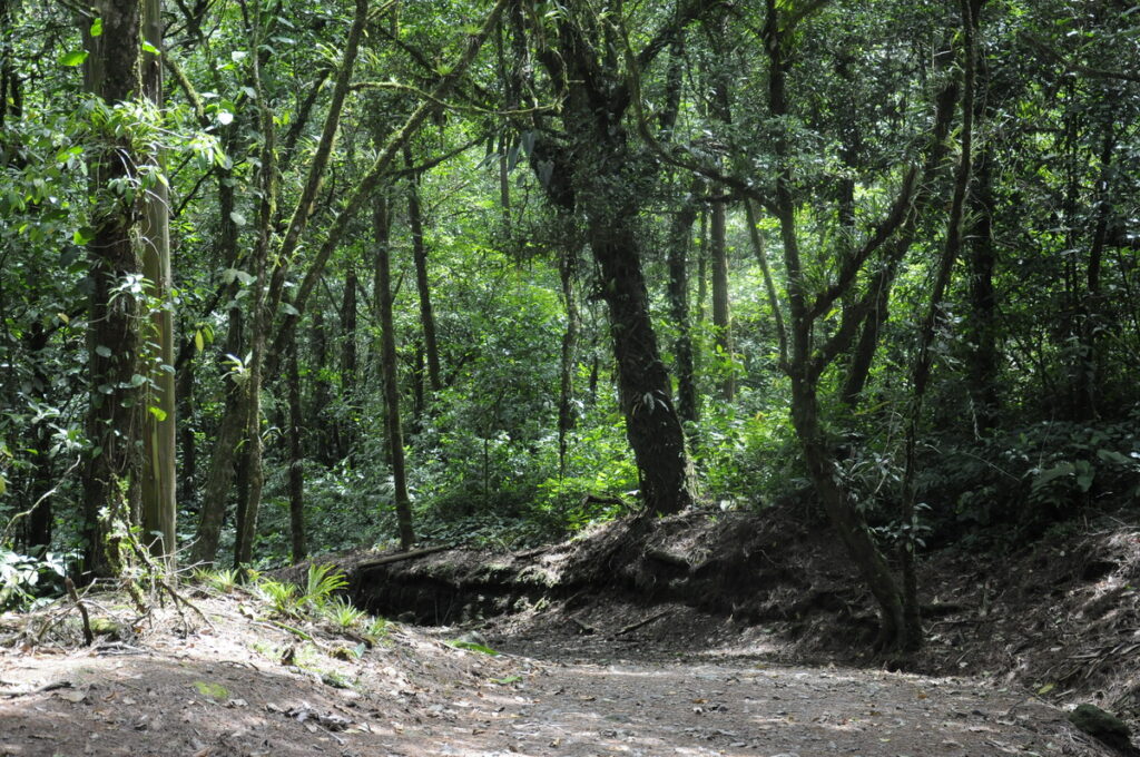 image of rainforest along the blue trail, arenal observatory, costa rica
