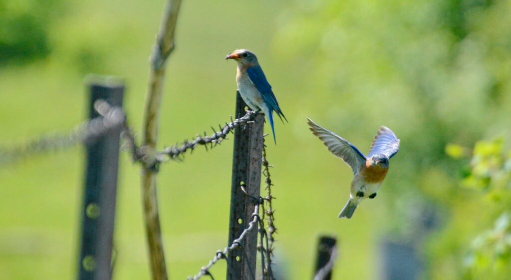 Image of an Eastern Bluebirds along a fence on Wylie Road, at the Carden Alvar, in Ontario, Canada.