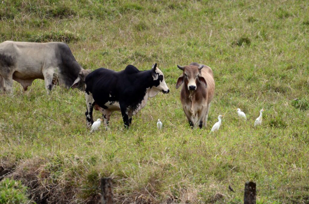 image of brahman cattle and cattle egrets, arenal observatory, costa rica