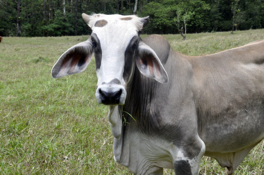 image of a brahman cattle, arenal observatory, costa rica