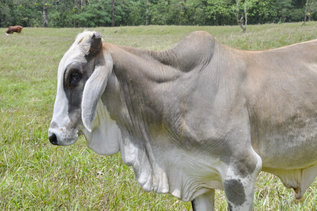 image of a brahman cattle, arenal observatory, costa rica