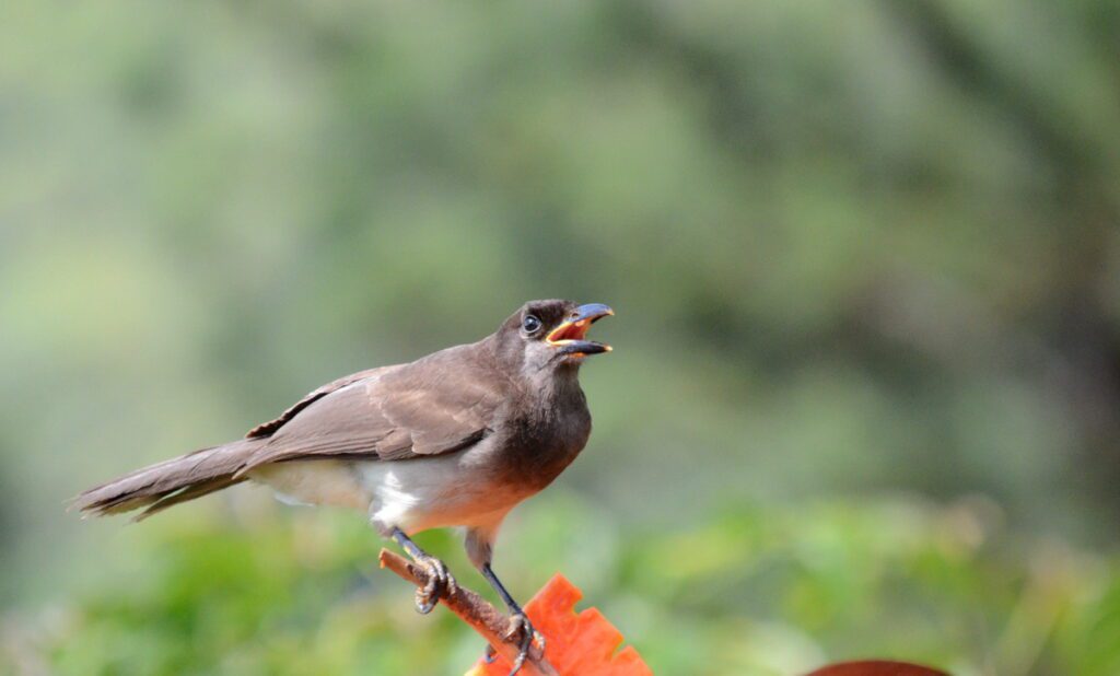 image of a brown jay, arenal observatory, costa rica