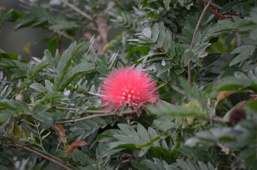 image of a red calliandra flower, arenal observatory, costa rica