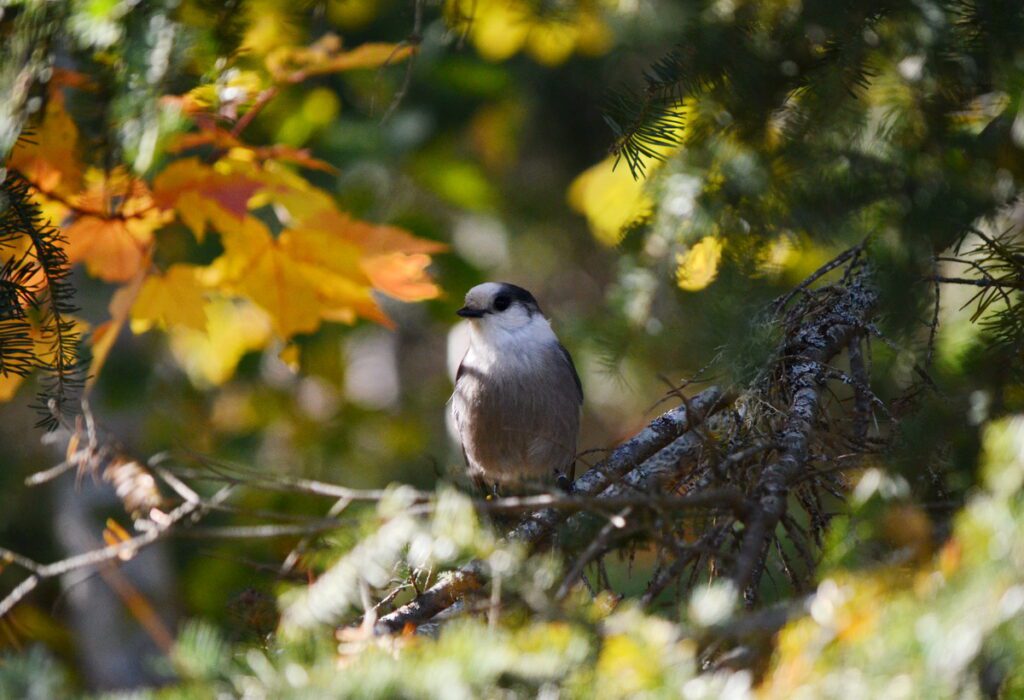 Image of a Canada Jay in Algonquin Provincial Park in Ontario, Canada.