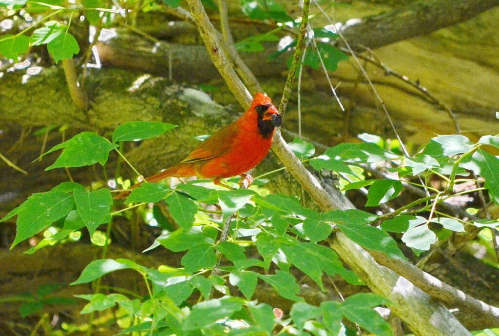 Image of Northern Cardinal on Duffins Creek in Ajax, Ontario, Canada.