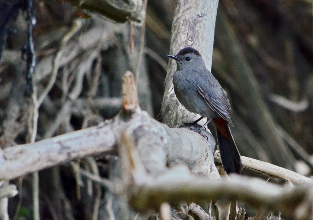 Image of Gray Catbird on Duffins Creek in Ajax, Ontario, Canada.