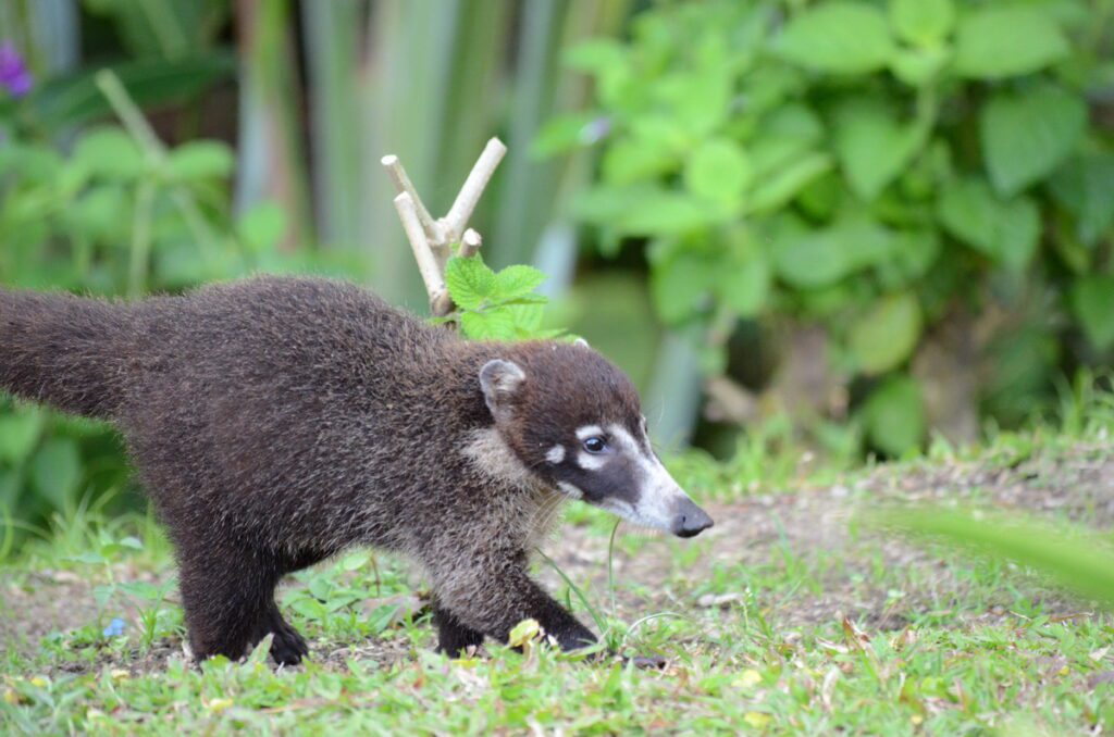 image of white-nosed coati, arenal observatory, costa rica