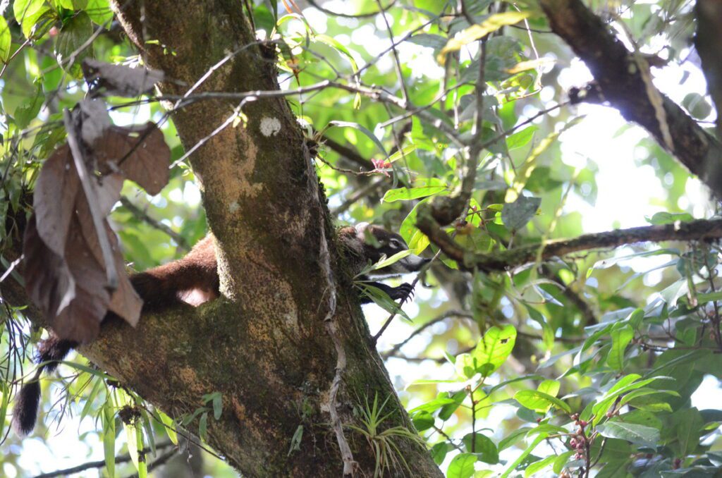 image of white-nosed coati in a tree, arenal observatory, costa rica