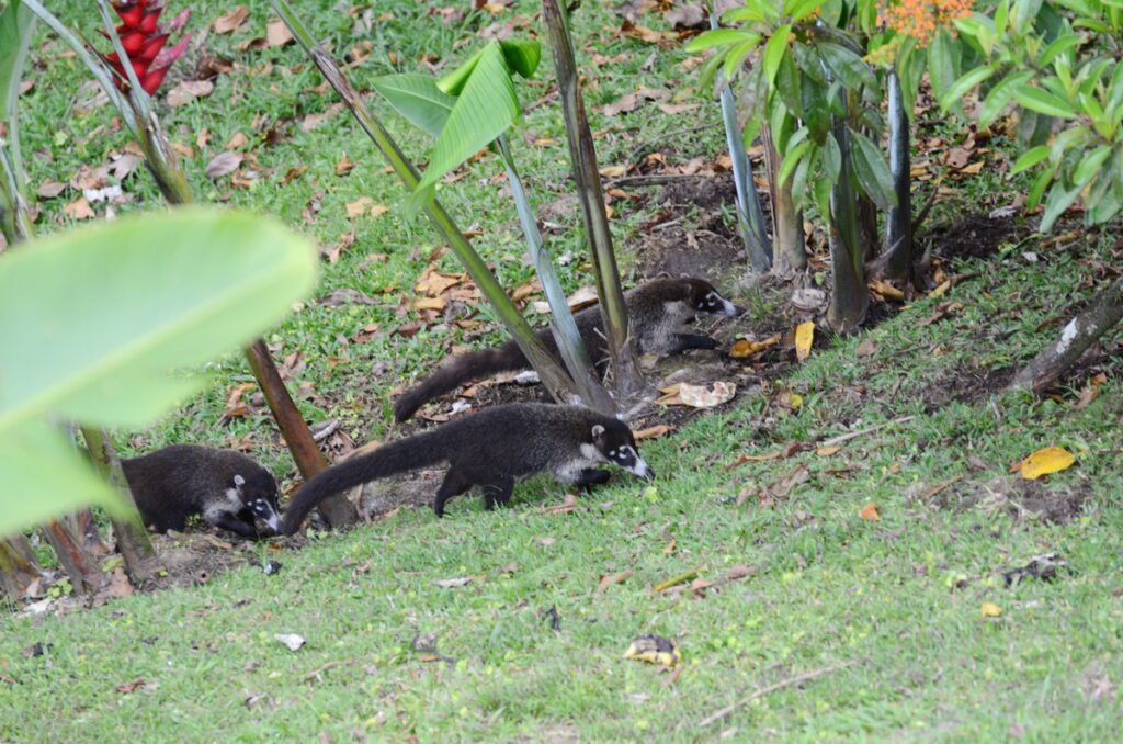 image of white-nosed coatis, arenal observatory, costa rica