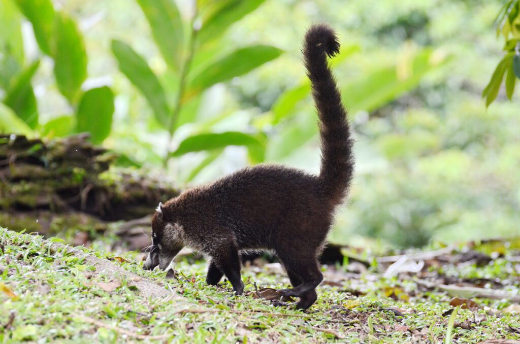 image of white-nosed coati, arenal observatory, costa rica