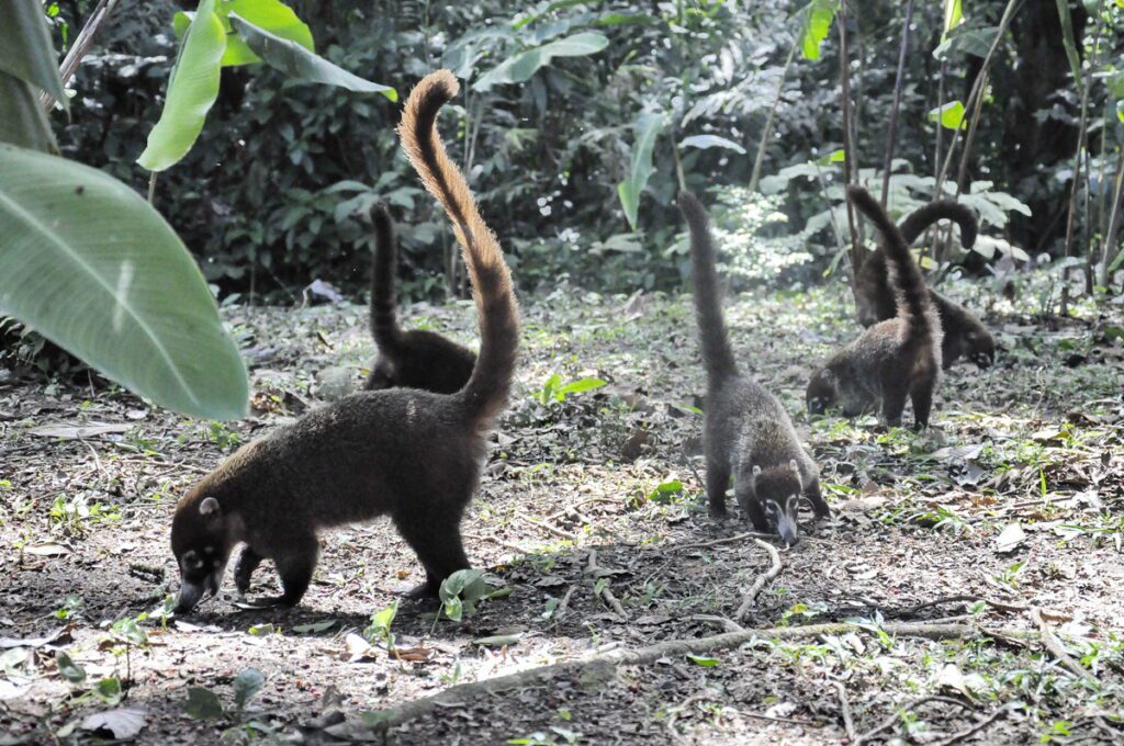 image of white-nosed coatis, arenal observatory, costa rica