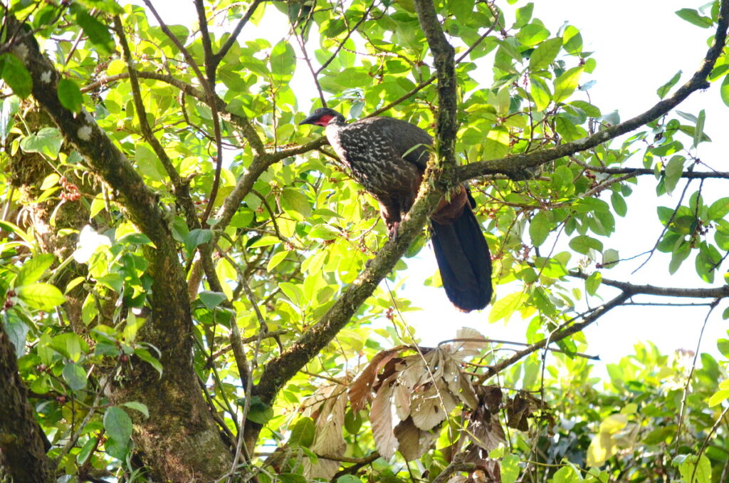 image of a crested guan, arenal obseratory, costa rica
