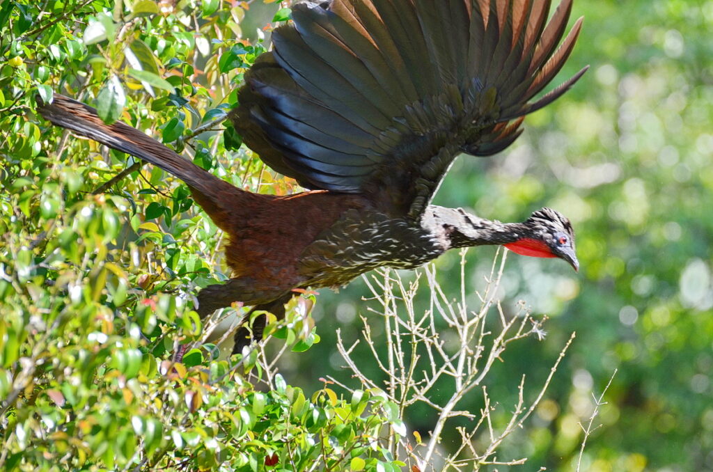 image of a crested guan in flight, arenal observatory, costa rica