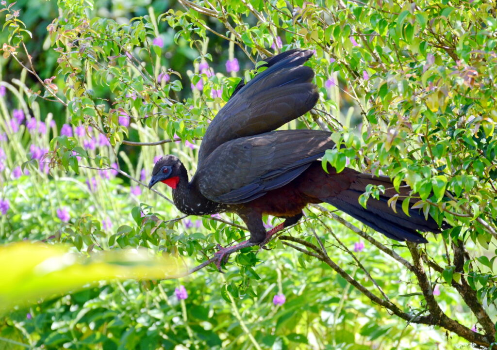 image of a crested guan, arenal observatory, costa rica