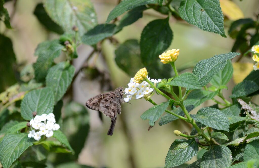 image of a dorantes longtail butterfly, arenal observatory, costa rica