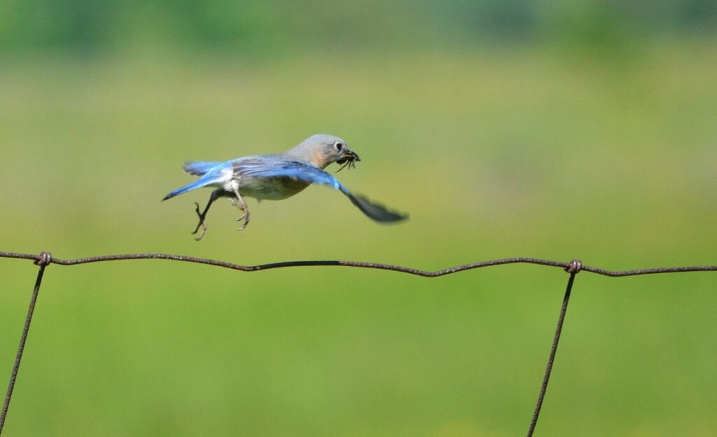 Image of an Eastern Bluebird in flight with food along Wylie Road, at the Carden Alvar, in Ontario, Canada.