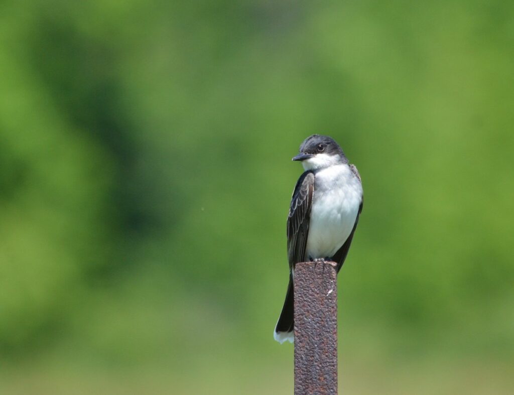 Image of an Eastern Kingbird along Wylie Road, at the Carden Alvar, in Ontario, Canada.