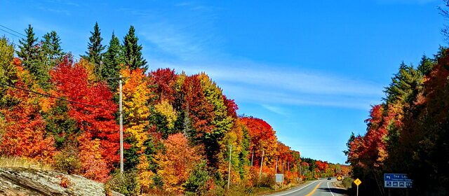 Image of fall color along highway 60 in Algonquin Provincial Park in Ontario, Canada.