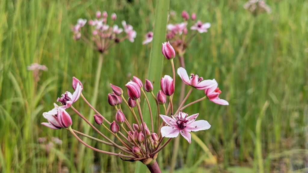 image of flowering rush flowers on east lake, sandbanks provincial park, ontario