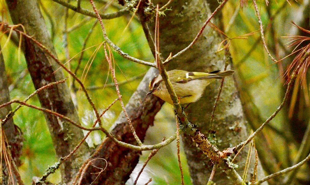 Image of a Golden-crowned Kinglet near Mew Lake in Algonquin Park, Ontario, Canada.