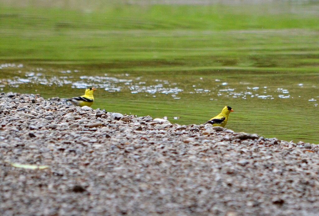 Image of American Goldfinches along Duffins Creek in Ajax, Ontario, Canada.