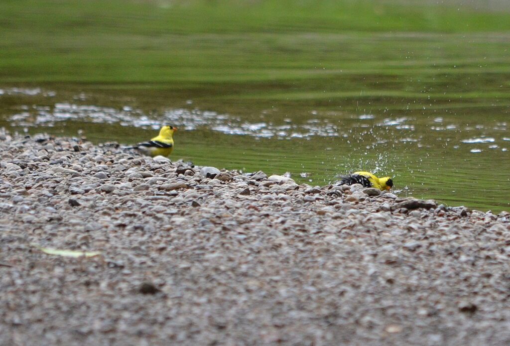 Image of American Goldfinches along Duffins Creek in Ajax, Ontario, Canada.
