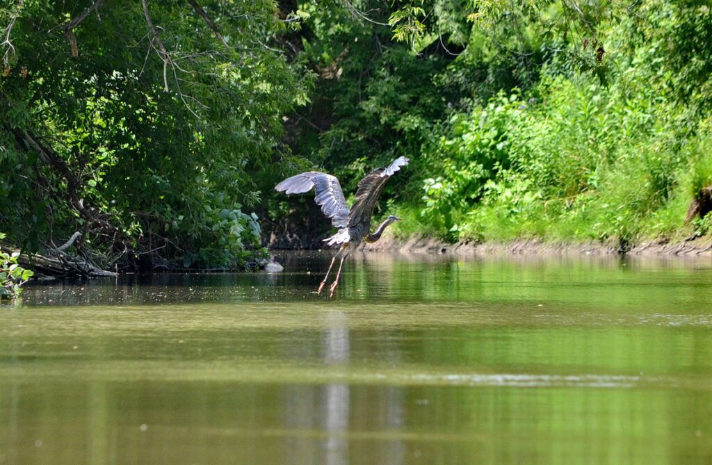 Image of Great Blue Heron in flight over Duffins Creek in Ajax, Ontario, Canada.