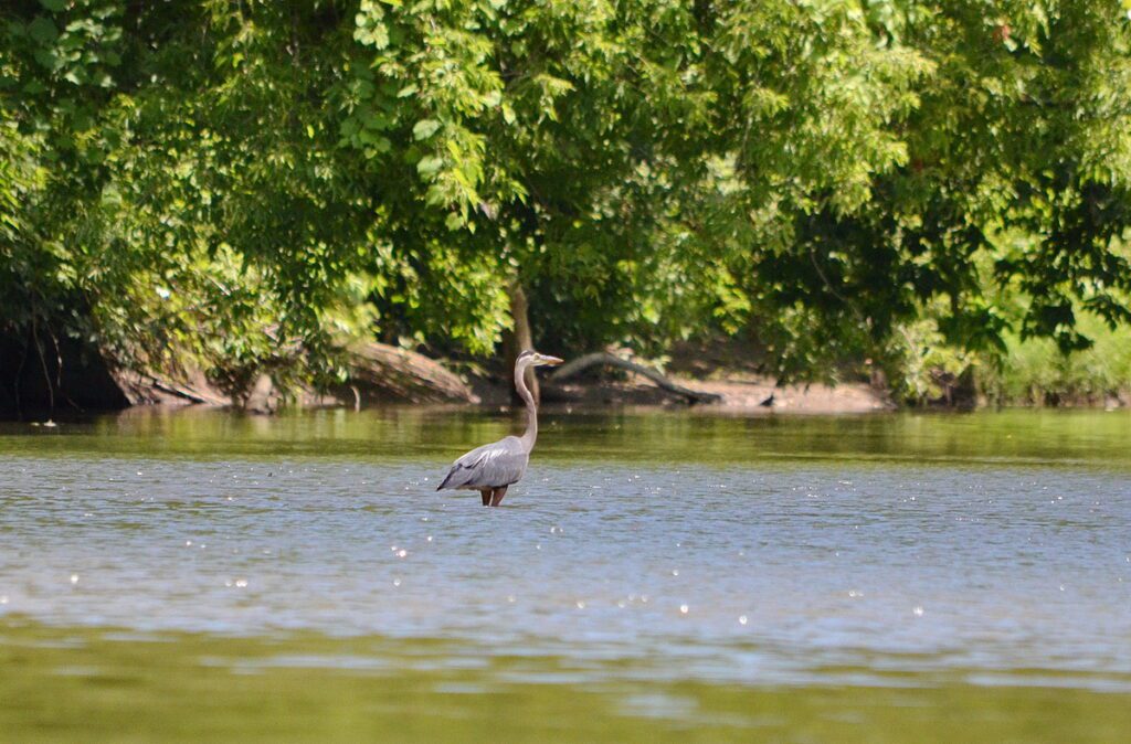 Image of Great Blue Heron fishing on Duffins Creek in Ajax, Ontario, Canada.
