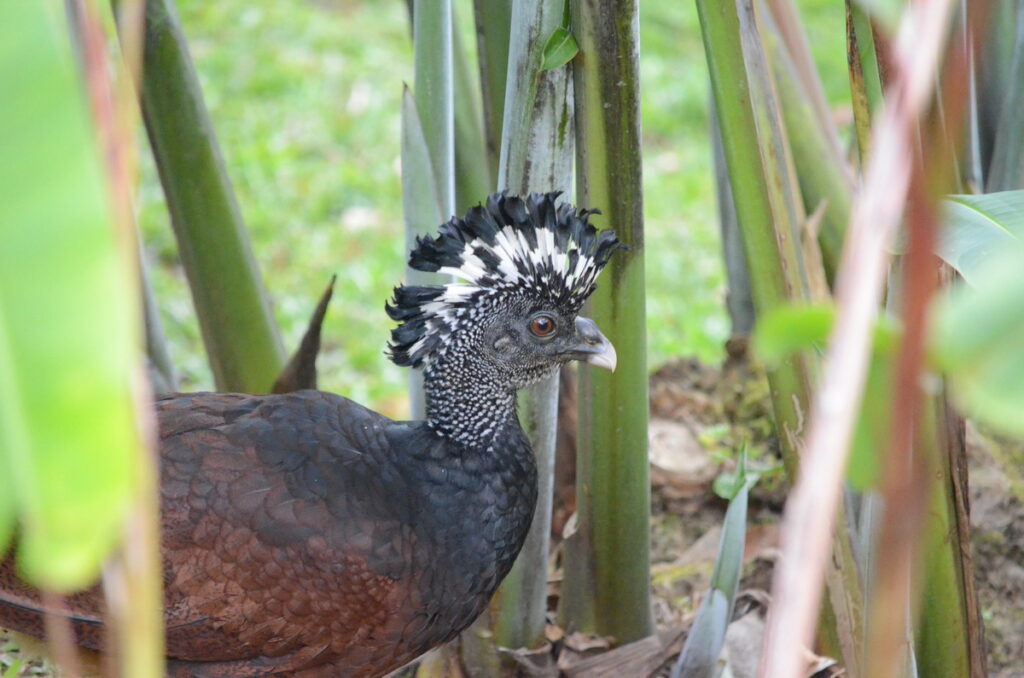 image of a great curassow, female, arenal observatory, costa rica