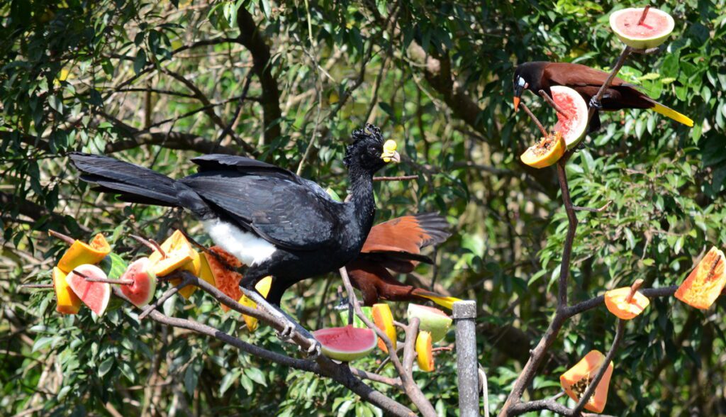 image of a great curassow, male, arenal observatory, costa rica