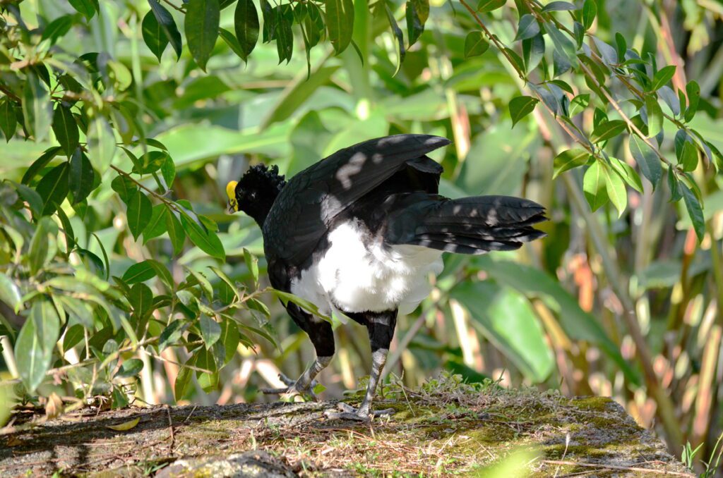 image of a male great curassow, arenal observatory, costa rica