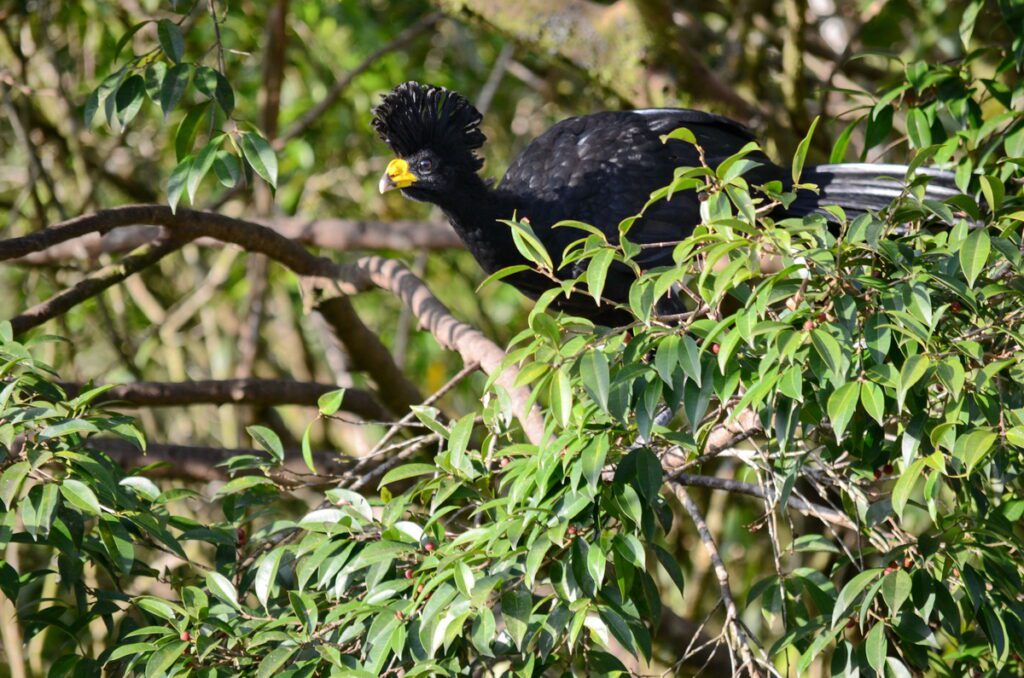 image of a male great curassow, arenal observatory, costa rica