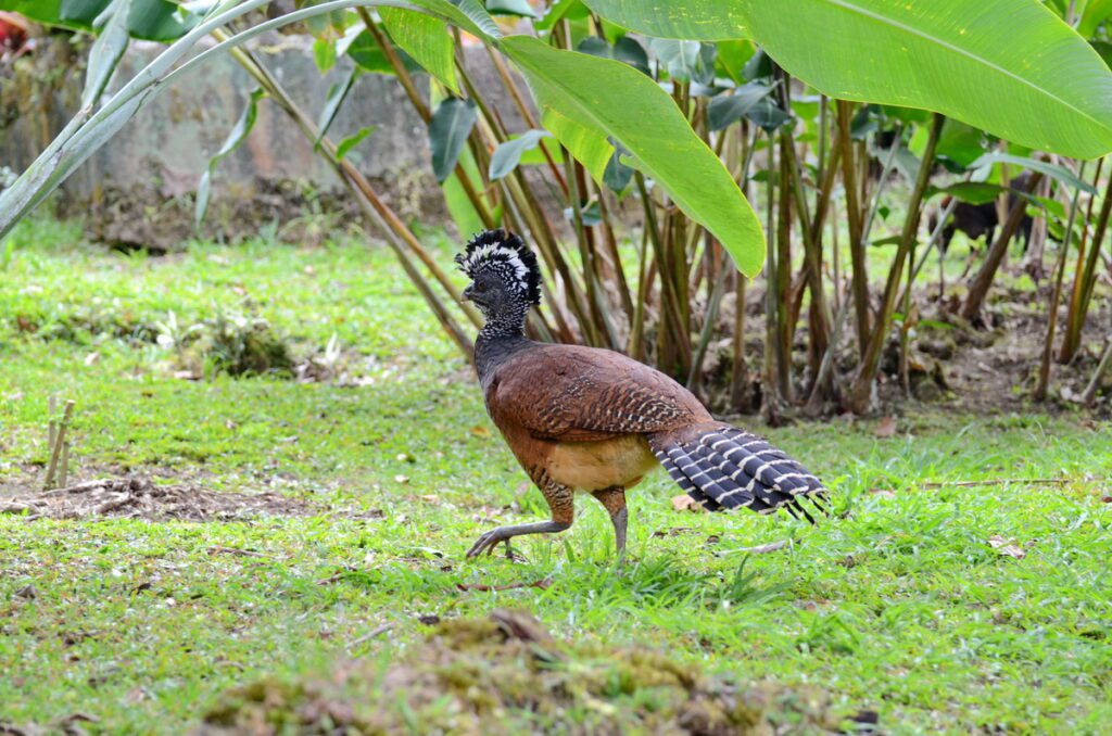 image of a great curassow, female, arenal observatory, costa rica