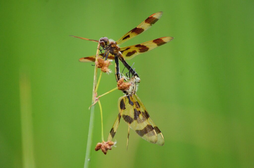 image of hallowe'en pennant dragonflies mating on east lake, sandbanks provincial park, ontario