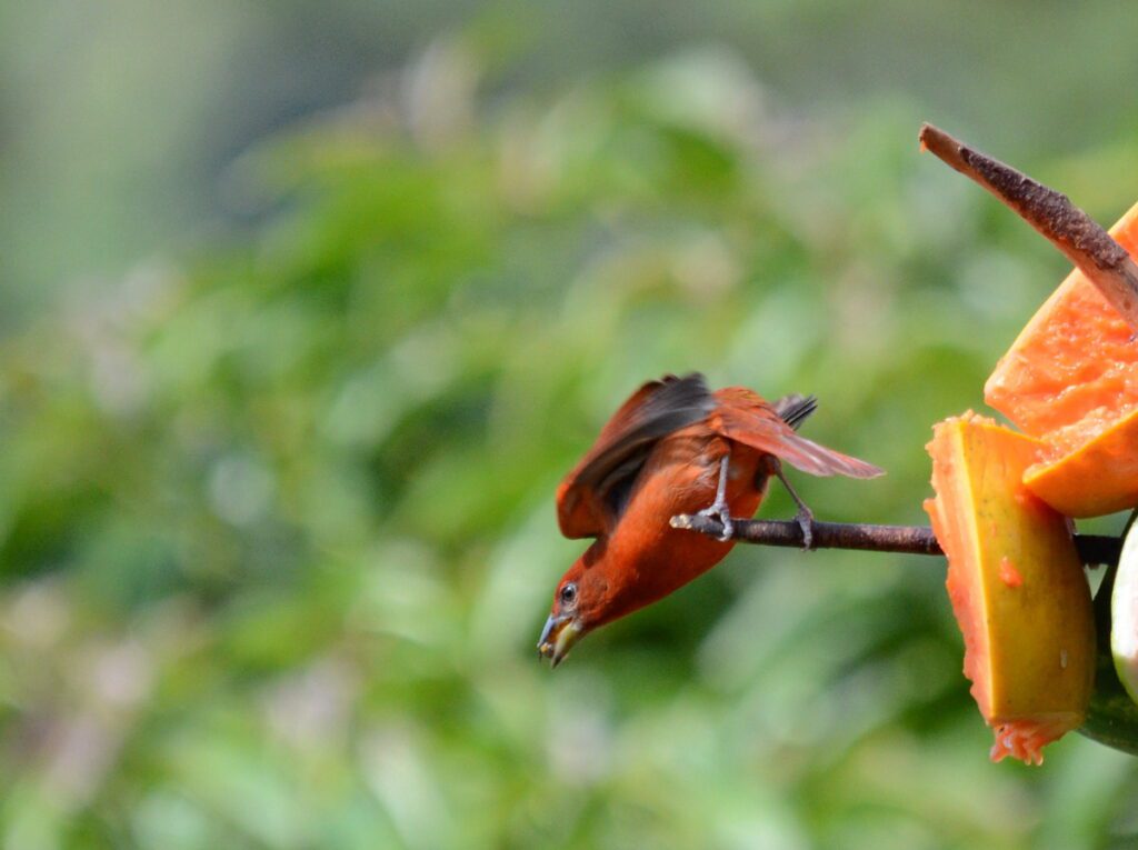 image of a male hepatic tanager, arenal observatory, costa rica