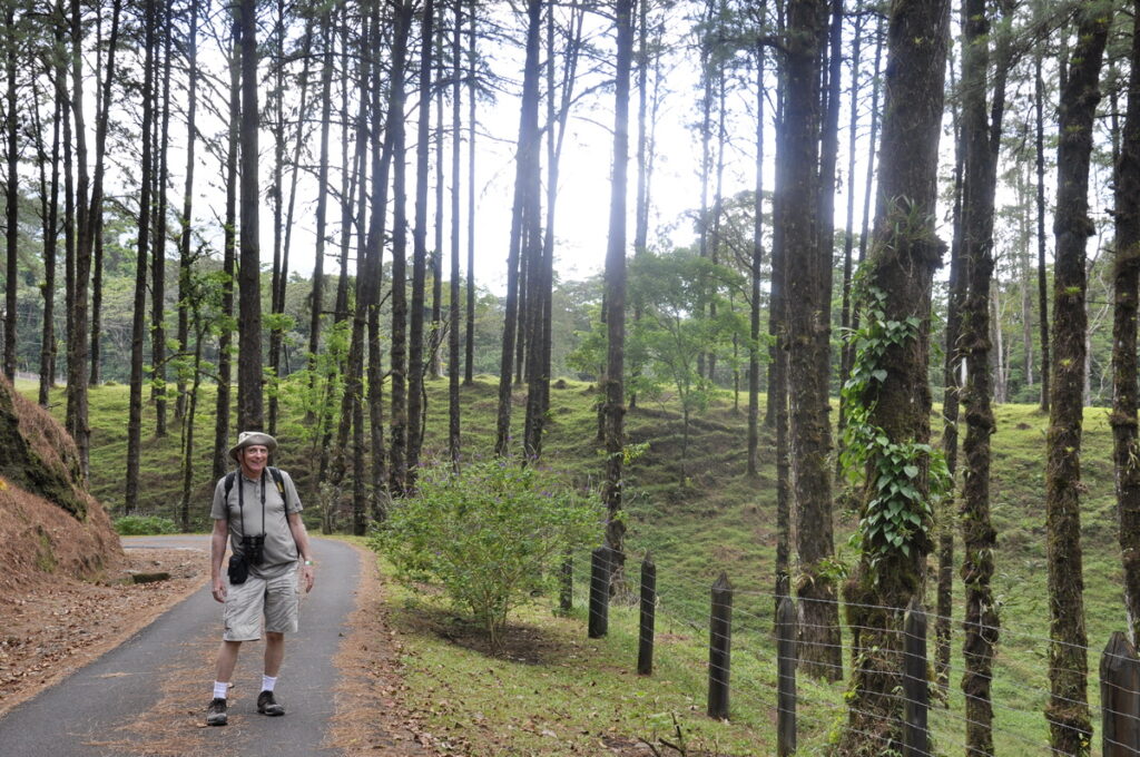an image of bob amid many honduran pine trees, arenal observatory, costa rica