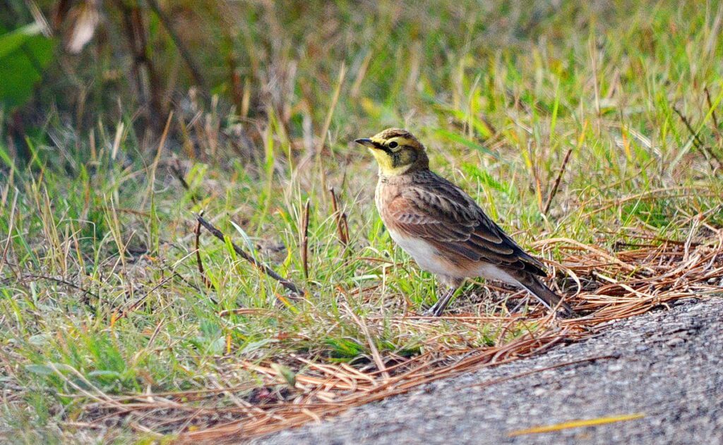 Image of a Horned Lark in Algonquin Provincial Park in Ontario, Canada.