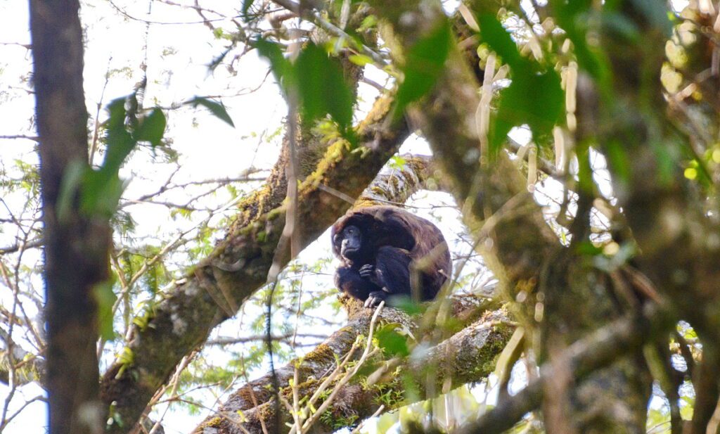 image of a howler monkey, arenal observatory, costa rica