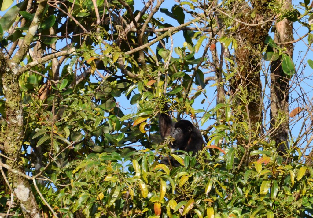 image of a howler monkey eating fruit, arenal observatory, costa rica
