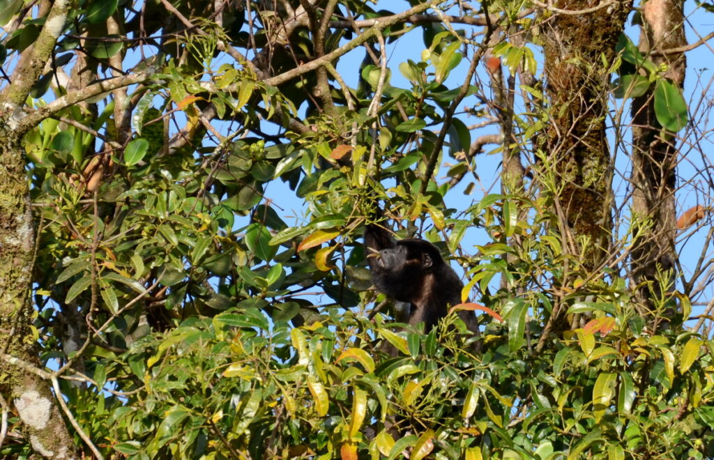 image of a howler monkey eating pods, arenal observatory, costa rica