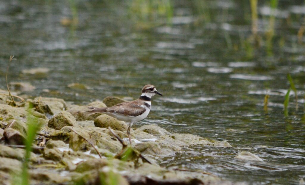 image of a killdeer on the shore of east lake, sandbanks provincial park, ontario